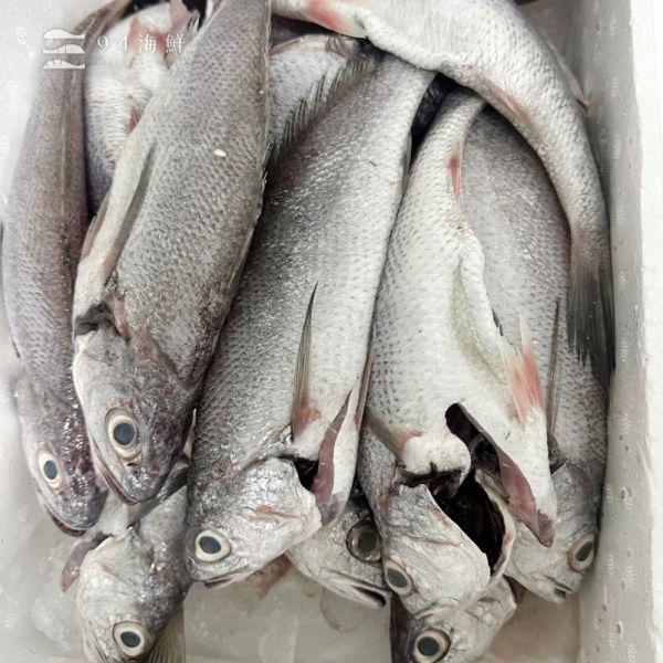 現流急凍野生黑喉魚-1隻/包 