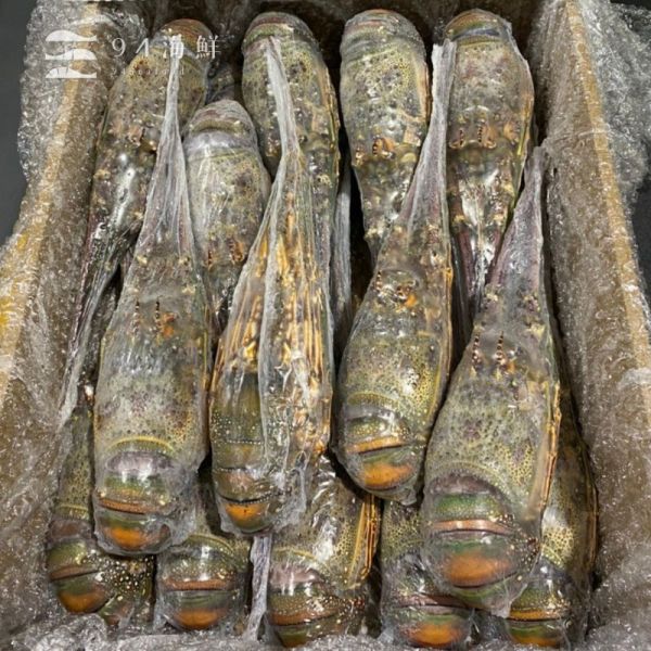 生凍巴西龍蝦-480克上 波士頓龍蝦