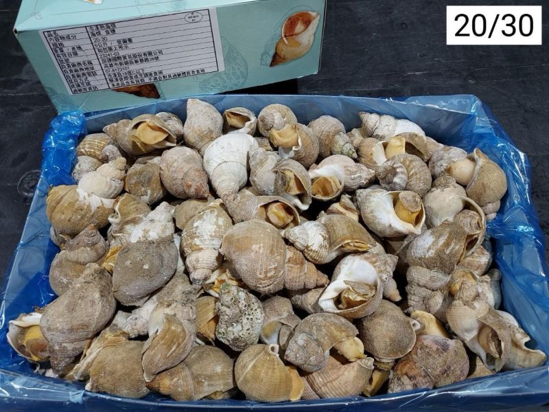 愛爾蘭熟海螺(5k/箱) 