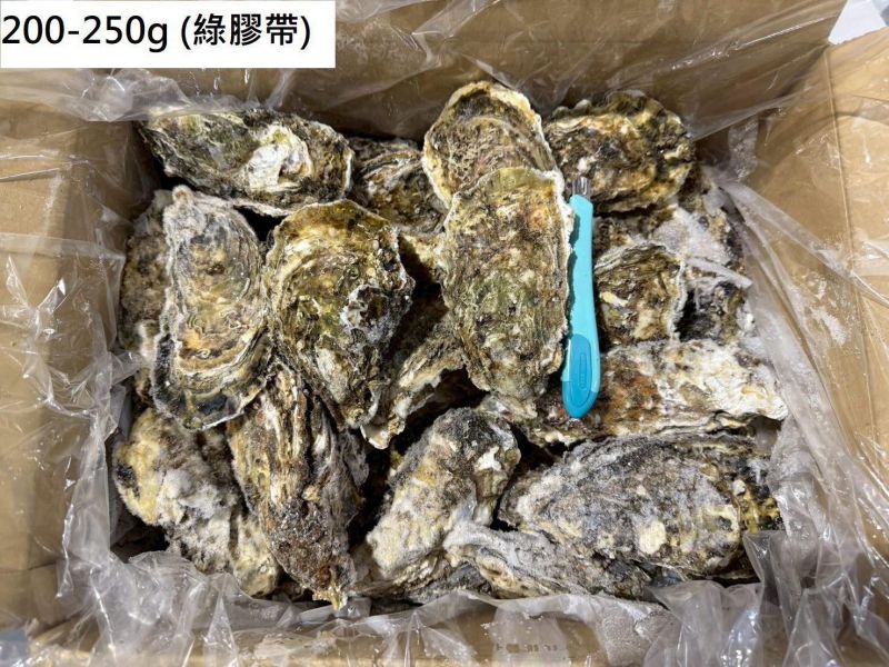 超大日本全殼生蠔整箱(10KG/箱)岩手 
