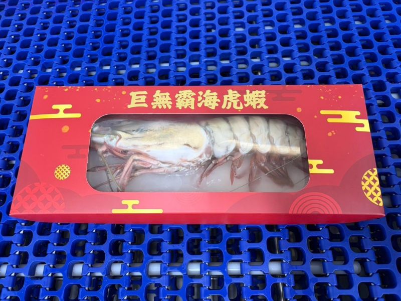 巨無霸 七星牌 海虎蝦 