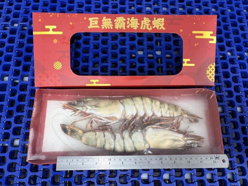 巨無霸 七星牌 海虎蝦 