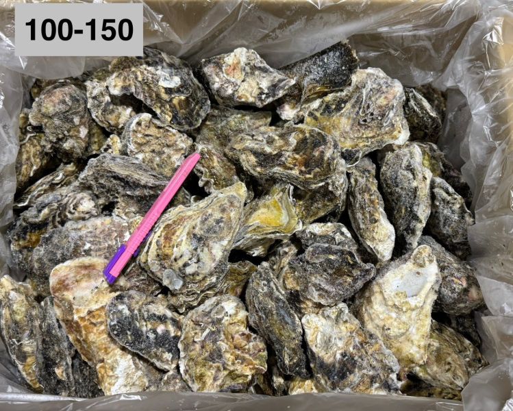 日本全殼生蠔整箱(10KG/箱)宮城 