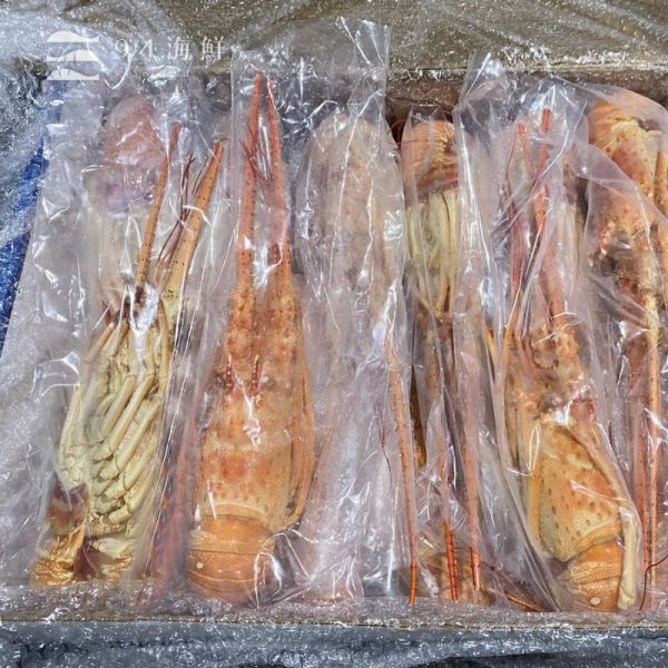 熟凍巴西龍蝦-300克上 波士頓龍蝦