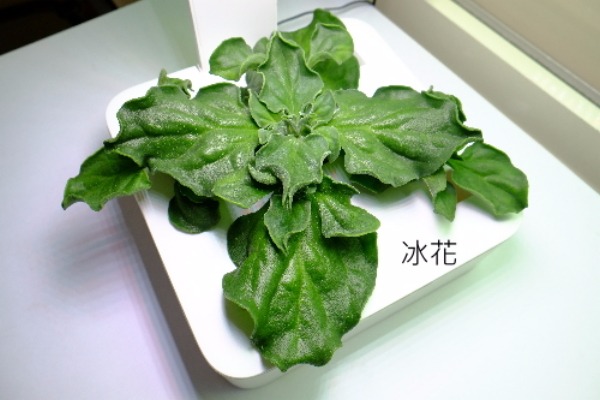 Green Box Little Farmer Seed Accessories 種子,種植,冰花,櫻桃蘿蔔,芝麻菜