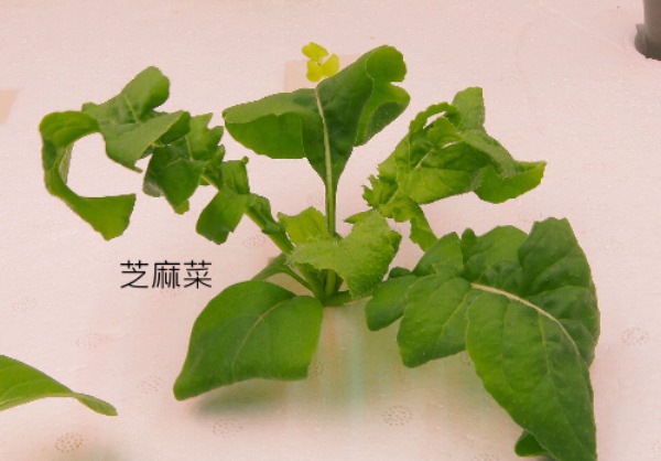 Green Box Little Farmer Seed Accessories 種子,種植,冰花,櫻桃蘿蔔,芝麻菜