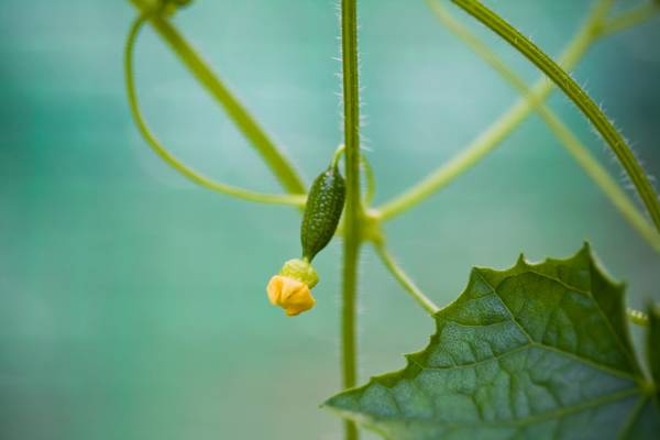 Summer Life拇指西瓜/栽培組合 植物,種子,拇指西瓜,療癒,禮物,盆栽