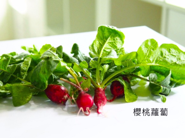 Green Box Little Farmer Seed Accessories 種子,種植,冰花,櫻桃蘿蔔,芝麻菜