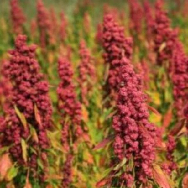 已脫殼紅藜麥(真空包裝) 夏天小舖-紅藜麥