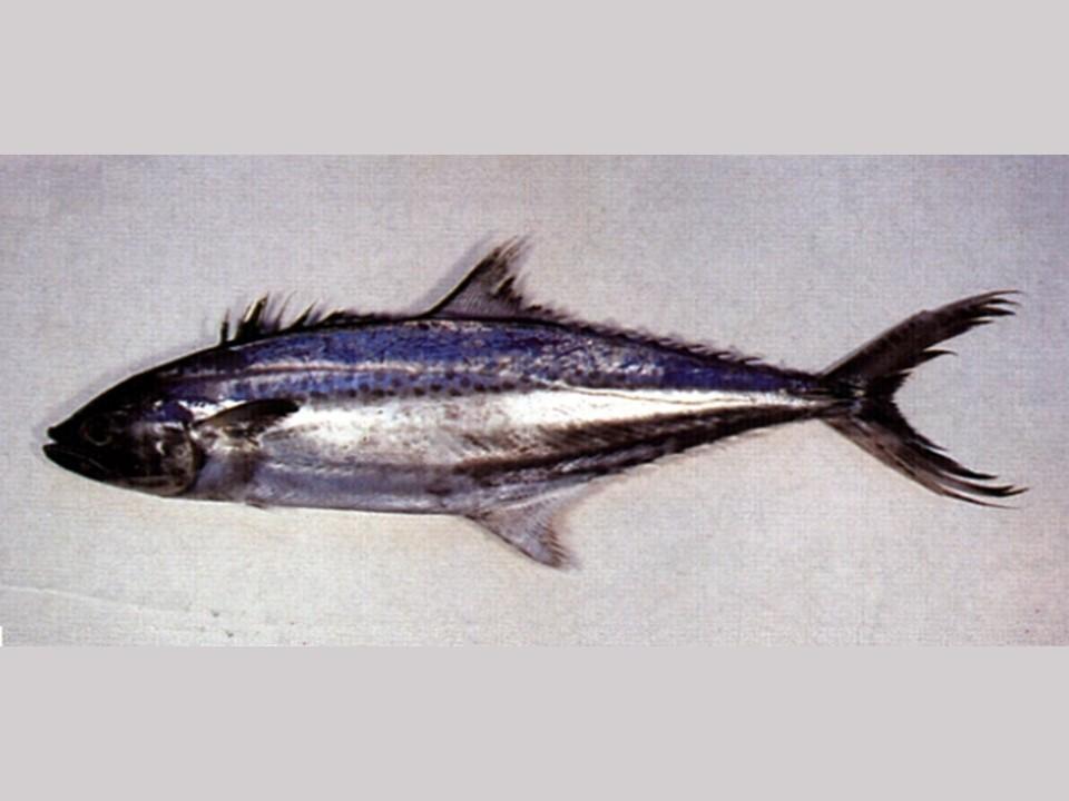 溪和水產_高麗馬加鰆