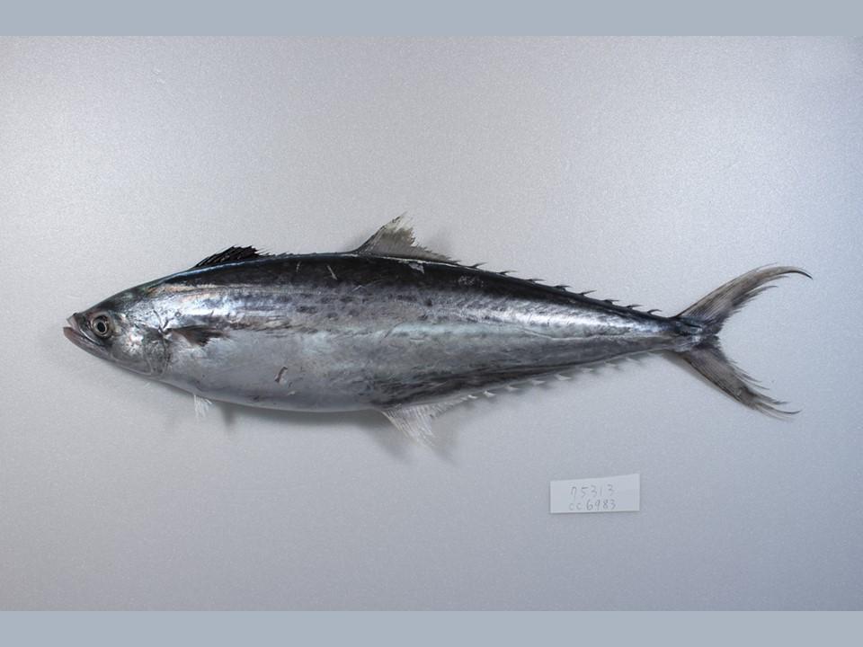 溪和水產_台灣馬加鰆