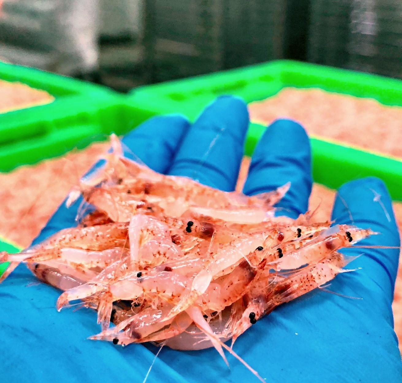 溪和水產_櫻花蝦