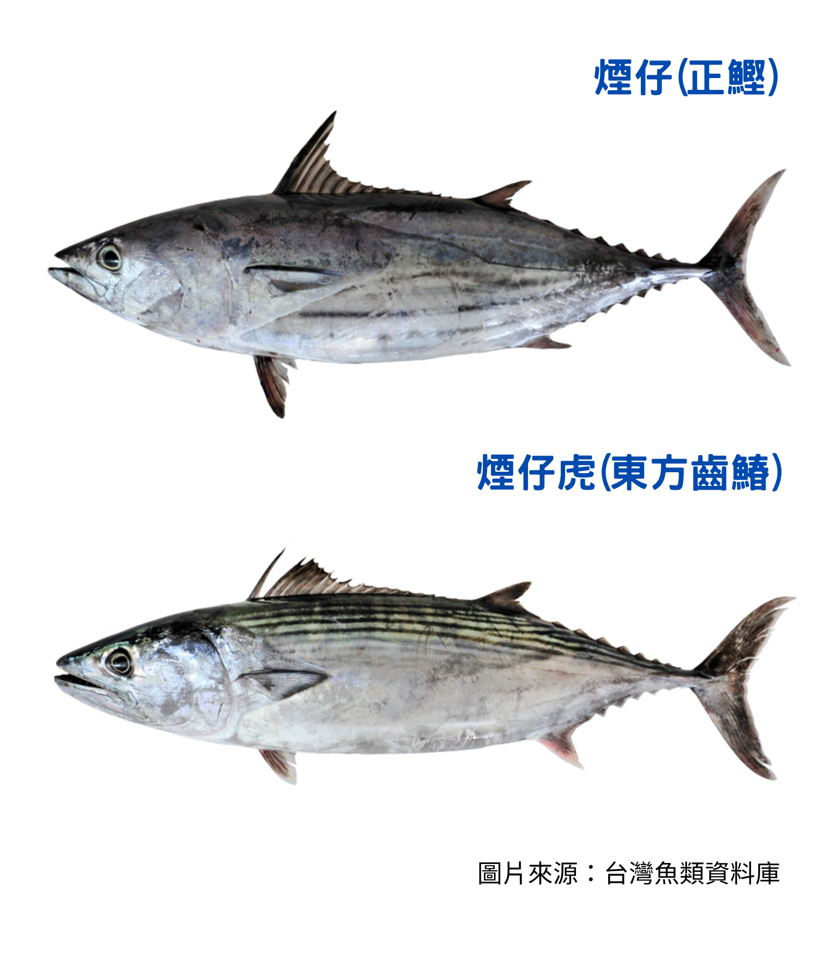 溪和水產_煙仔虎vs鰹魚