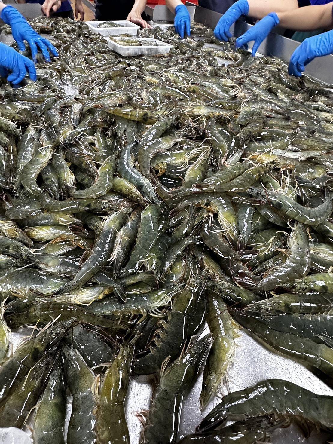 溪和水產_白蝦
