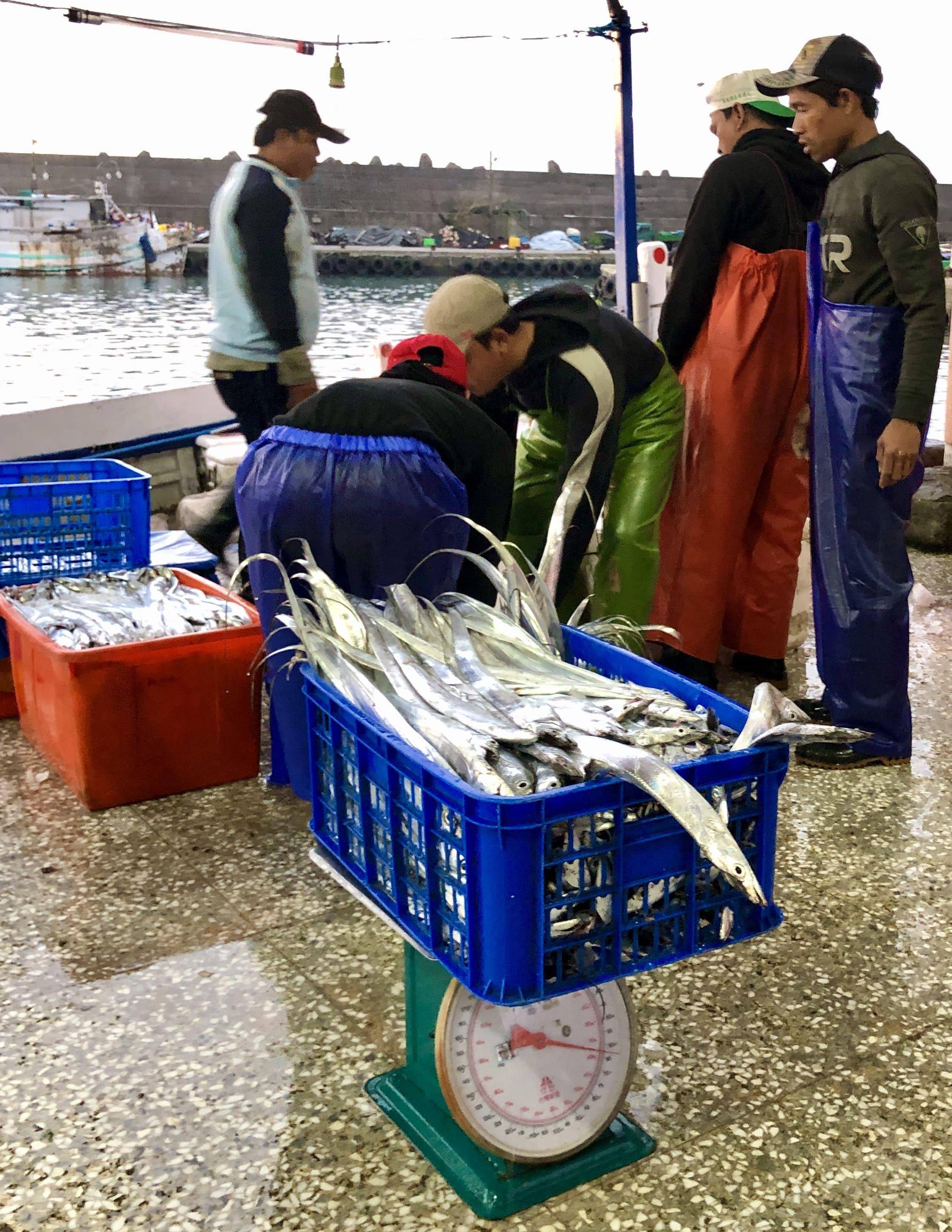 溪和水產_白帶魚