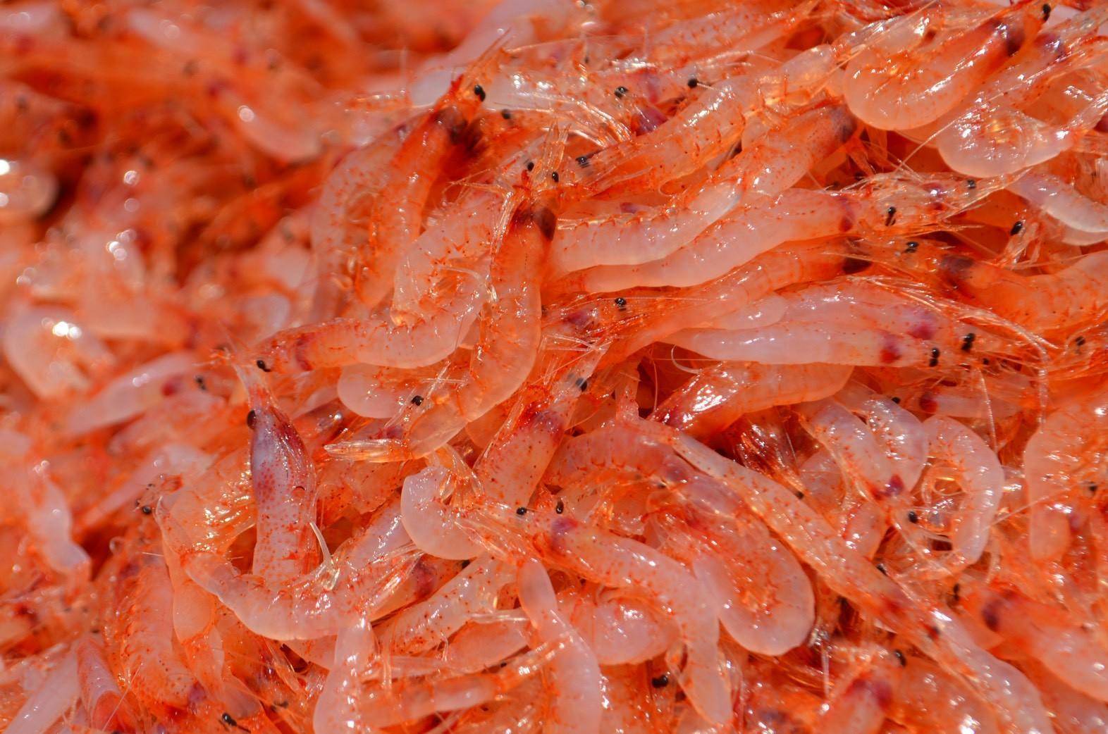 溪和水產_櫻花蝦