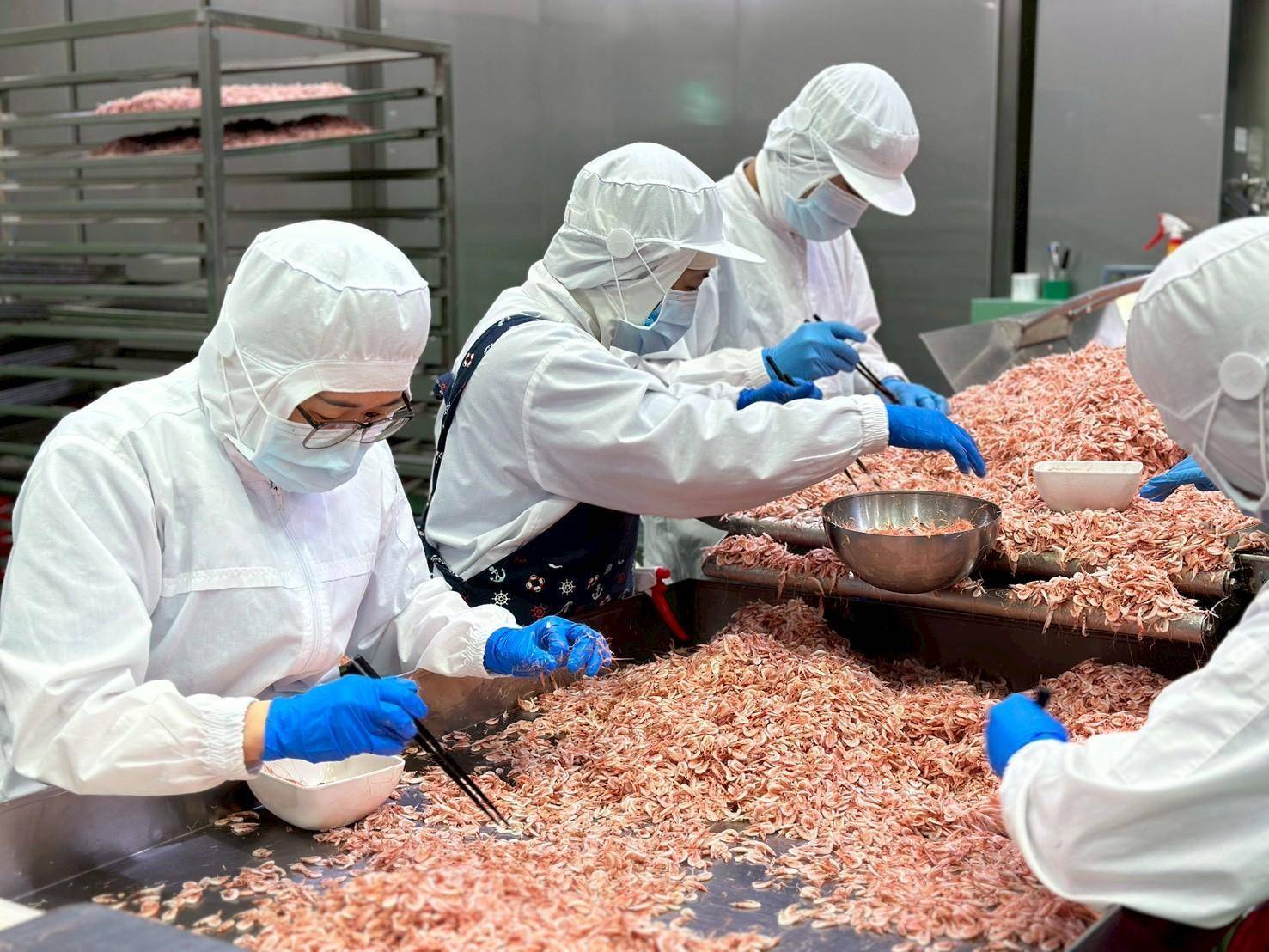 溪和水產_櫻花蝦加工