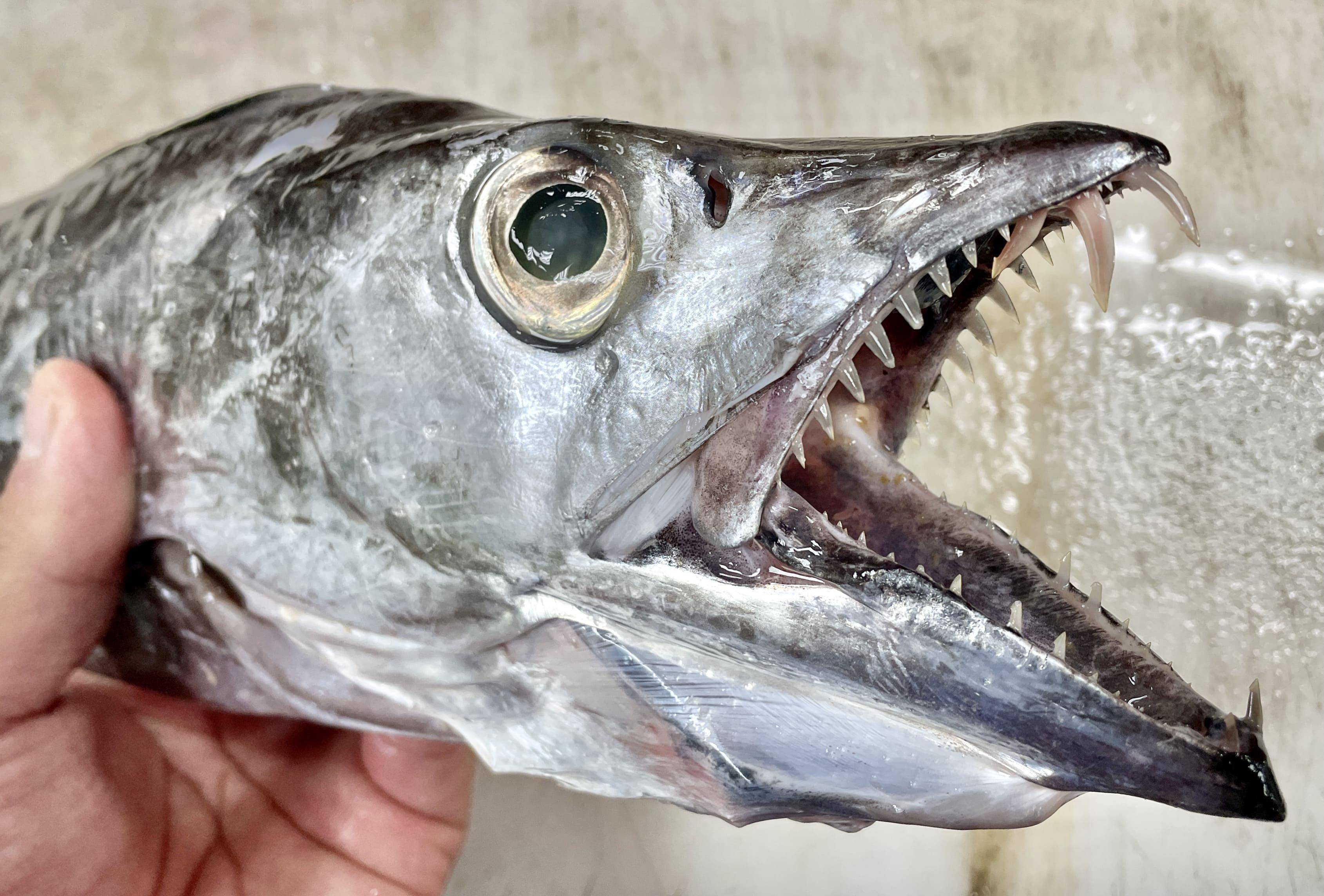 溪和水產_白帶魚