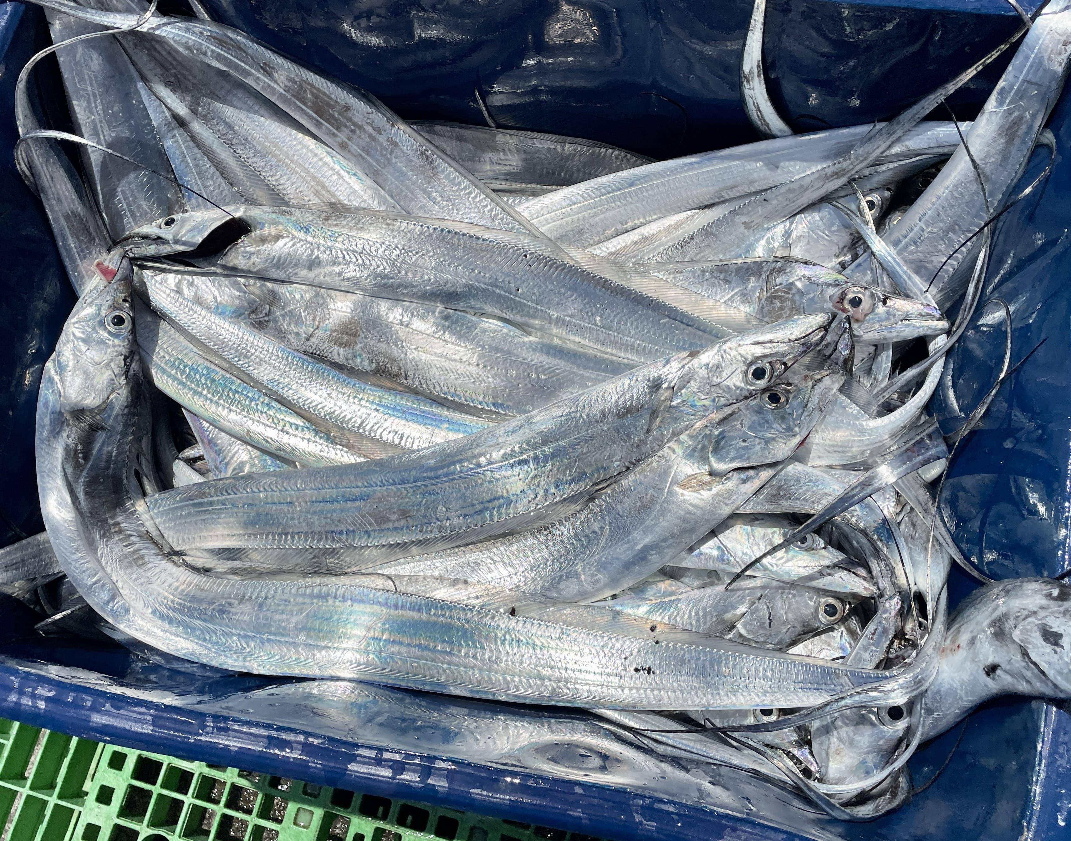 溪和水產_白帶魚
