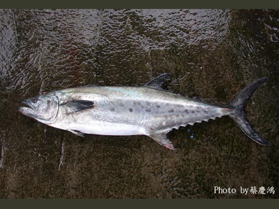 溪和水產_中華馬加鰆