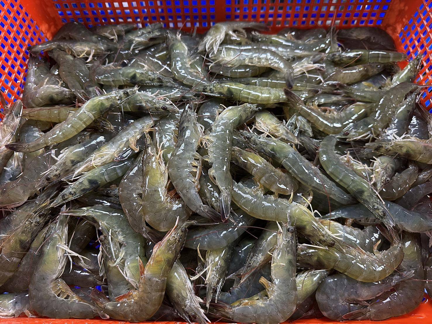 溪和水產_白蝦
