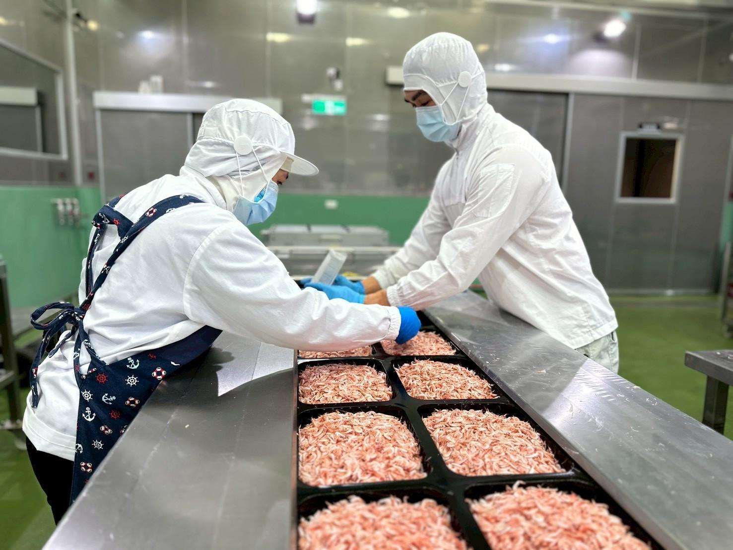 溪和水產_櫻花蝦加工