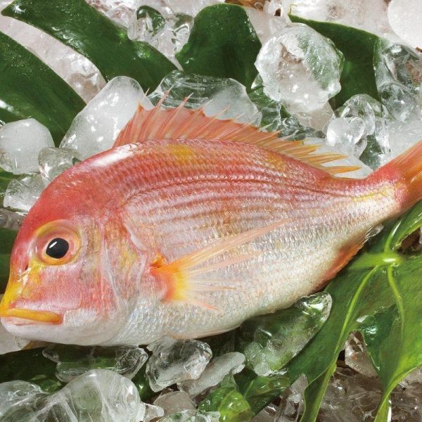 【寵愛自己】春活滋養組-紅目鰱200g(一包兩隻)+赤鯮200g 赤鯮料理,赤鯮魚怎麼吃,野生赤鯮, 赤鯮營養,香煎赤鯮,紅目鰱清蒸,紅目鰱料理,紅目鰱剝皮,紅目鰱乾煎,紅目鰱魚湯