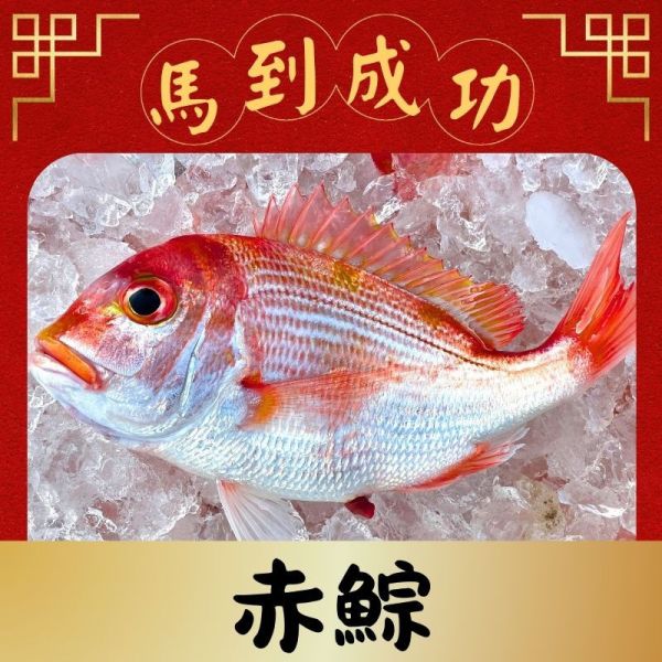 赤鯮 (200g、500g) 赤鯮料理,赤鯮魚怎麼吃,野生赤鯮, 赤鯮營養,香煎赤鯮