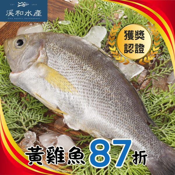 黃雞魚(200g、450g) 黃雞魚料理,黃雞魚好吃嗎,黃雞魚營養,黃雞魚口感,黃雞仔