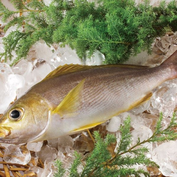 懷舊清蒸組 黃雞魚,赤鯮,石狗公,蒸魚料理,港式料理