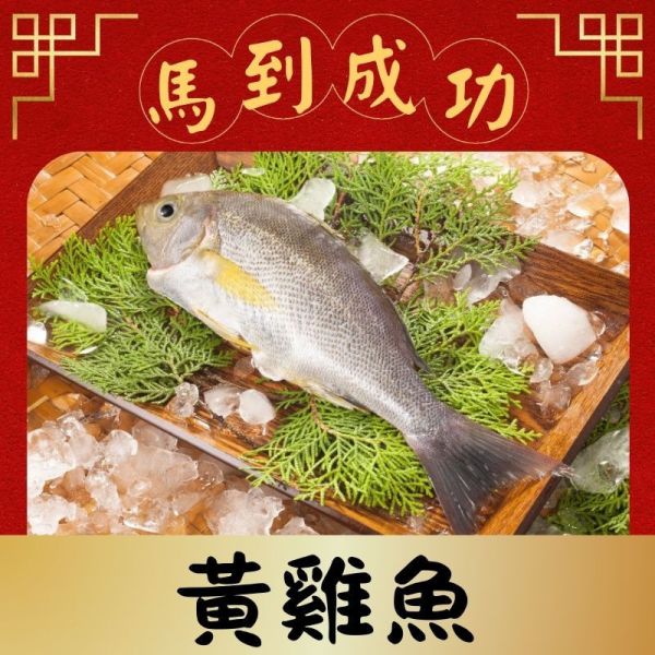 黃雞魚(250g、450g) (效期2026.10.10) 黃雞魚料理,黃雞魚好吃嗎,黃雞魚營養,黃雞魚口感,黃雞仔