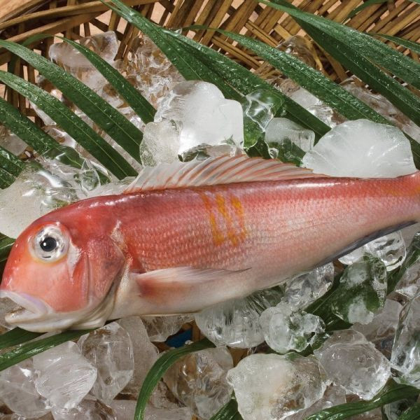 【冬季限定一魚三吃】馬頭魚剖半350g(已分切頭、肚、尾段獨立包裝) 馬頭魚料理,馬頭魚怎麼吃,新鮮馬頭魚,野生馬頭, 馬頭魚營養,蒜瓣肉