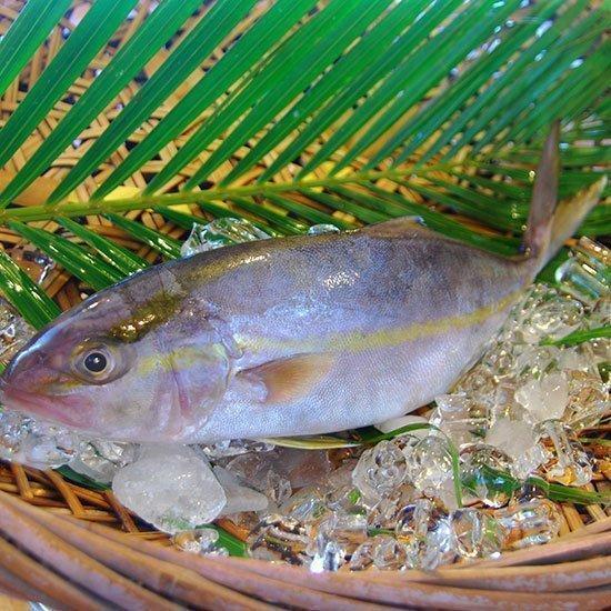 【一日三餐】少刺嫩煎組-紅魽輪切300g+鮭魚輪切250g 紅魽魚排,紅魽輪切,紅魽生魚片,紅魽魚料理,紅魽魚頭,鮭魚,挪威鮭魚,鮭魚炒飯,鮭魚料理,鮭魚味噌湯