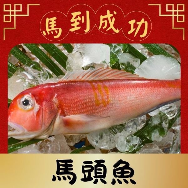 馬頭魚450g 馬頭魚料理,馬頭魚怎麼吃,新鮮馬頭魚,野生馬頭, 馬頭魚營養,蒜瓣肉