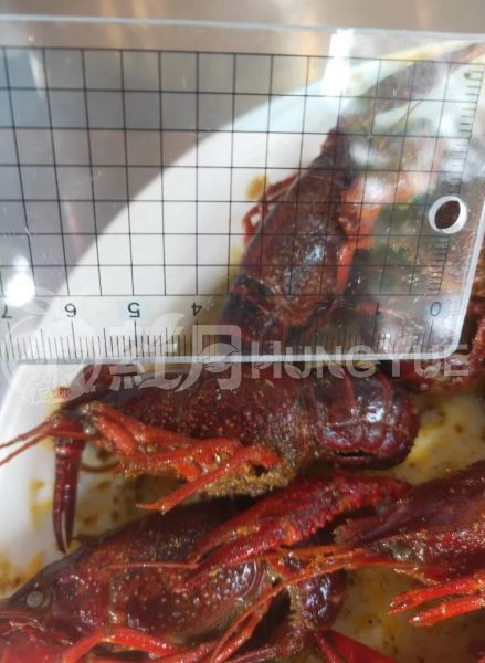 又香又麻~獨特醬汁的麻辣小龍蝦2盒一組超值優惠 