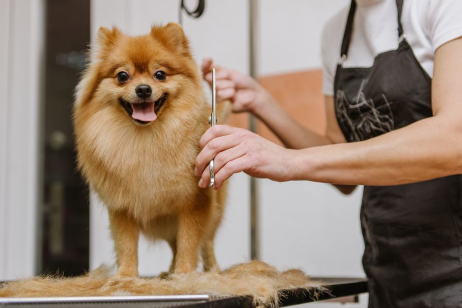 小型犬 • 剪毛｜指定日期店休、加開服務 