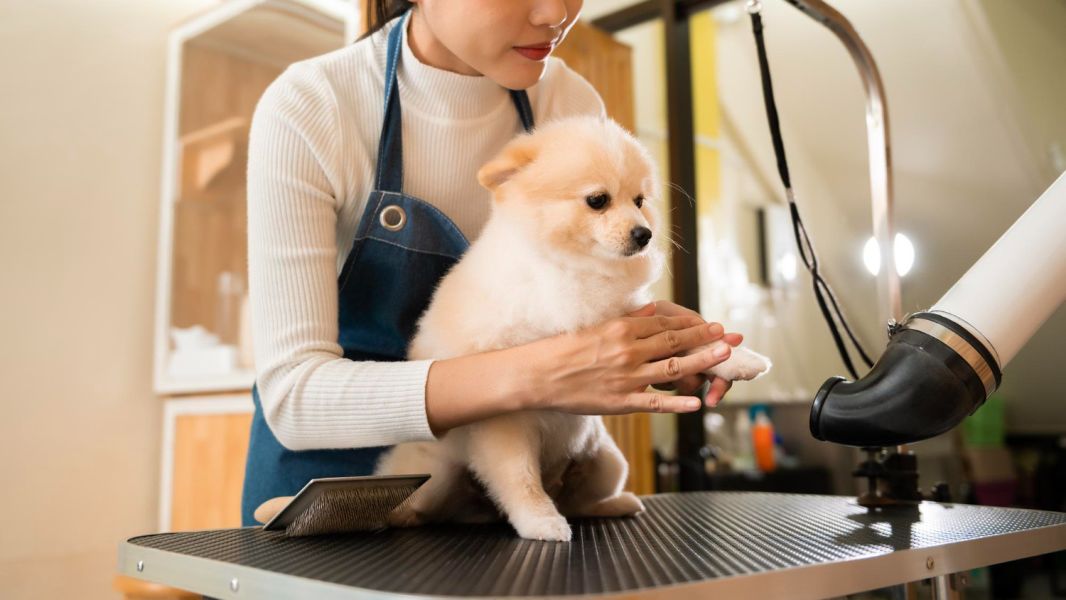 小型犬 • 基礎洗護｜11月最後一週下午場優惠 