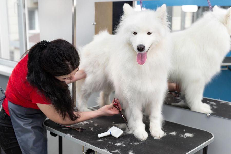中大型犬 • 剪毛｜指定日期店休、加開服務 