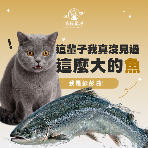 《彗星》高純度深海魚油膠囊30顆/盒 ＆60顆/盒 90%高純度Omega-3 DHA EPA 寵物魚油 貓魚油 狗魚油【毛孩星球】 寵物魚油,狗狗魚油,寵物保健,魚油推薦,狗貓魚油,寵物保健,毛孩,犬貓防護,寵物健康,毛孩毛髮