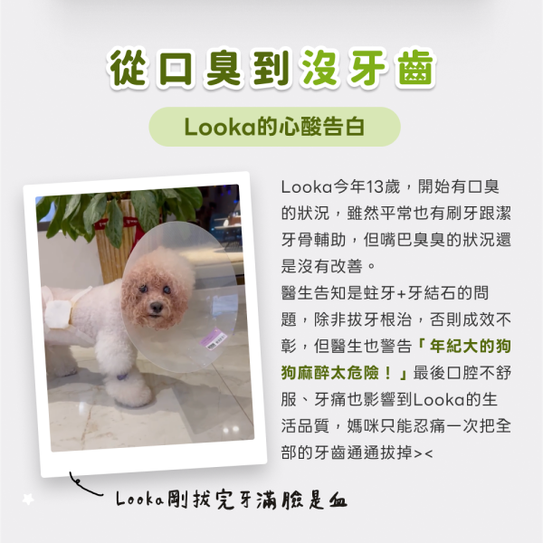 口腔清新護理保健粉(30包/盒)蜂膠萃取物+口腔益生菌+酵母維他命B群《寵物保健/貓咪益生菌/狗狗保健》【毛孩星球】 寵物保健,寵物口臭,狗嘴巴臭,貓口臭,寵物異味.