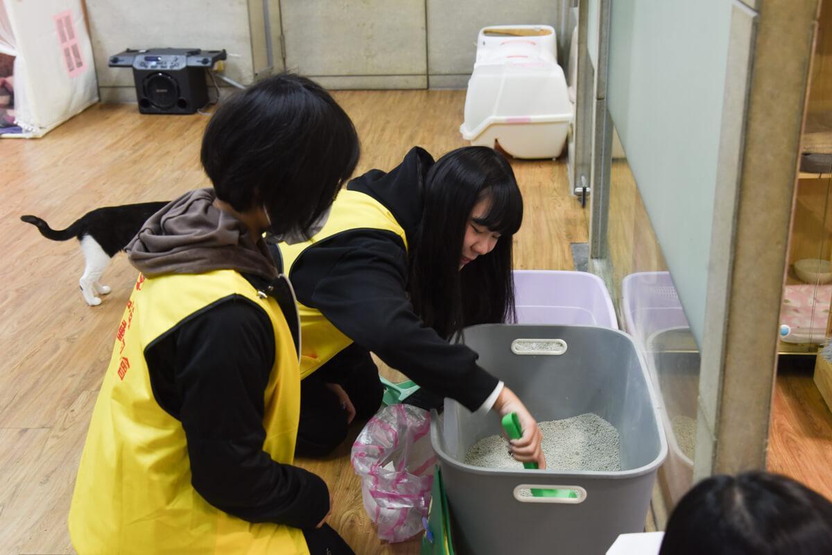 流浪貓怎麼幫助