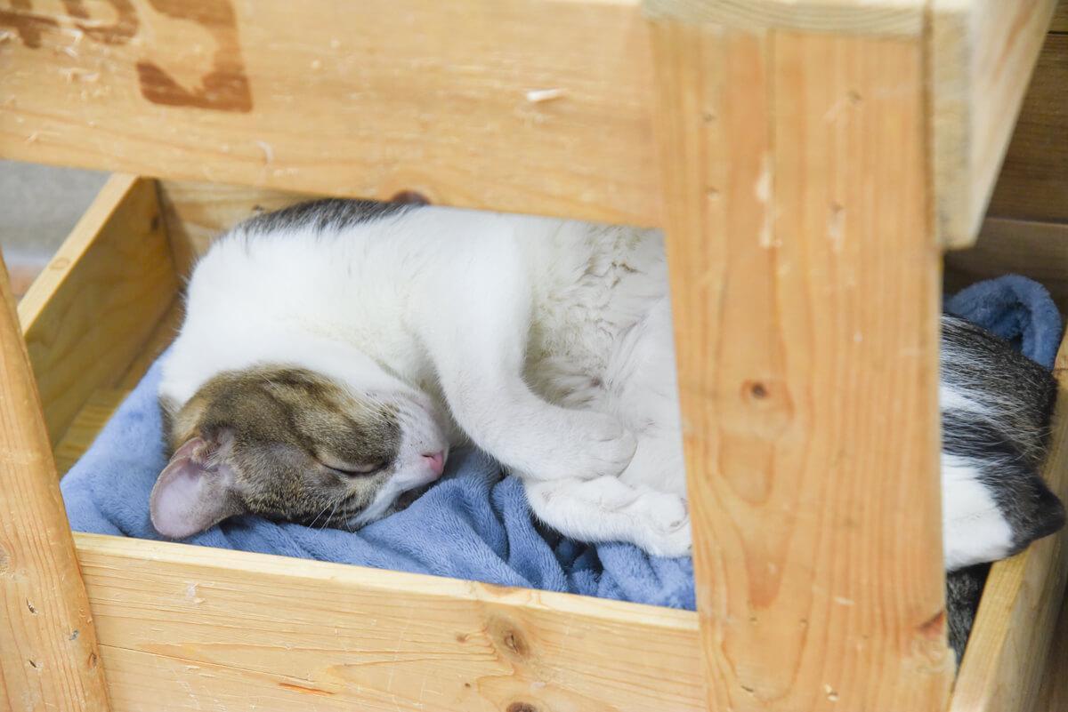流浪貓怎麼幫助