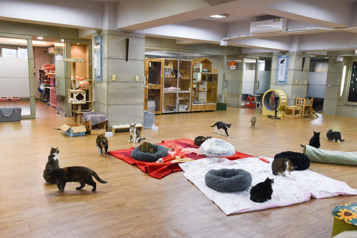 志工照顧流浪貓