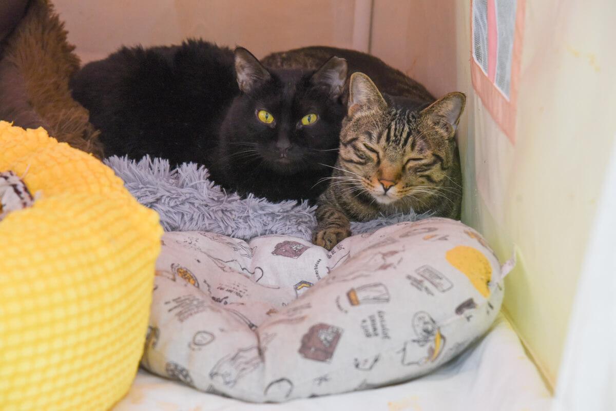 流浪貓怎麼幫助