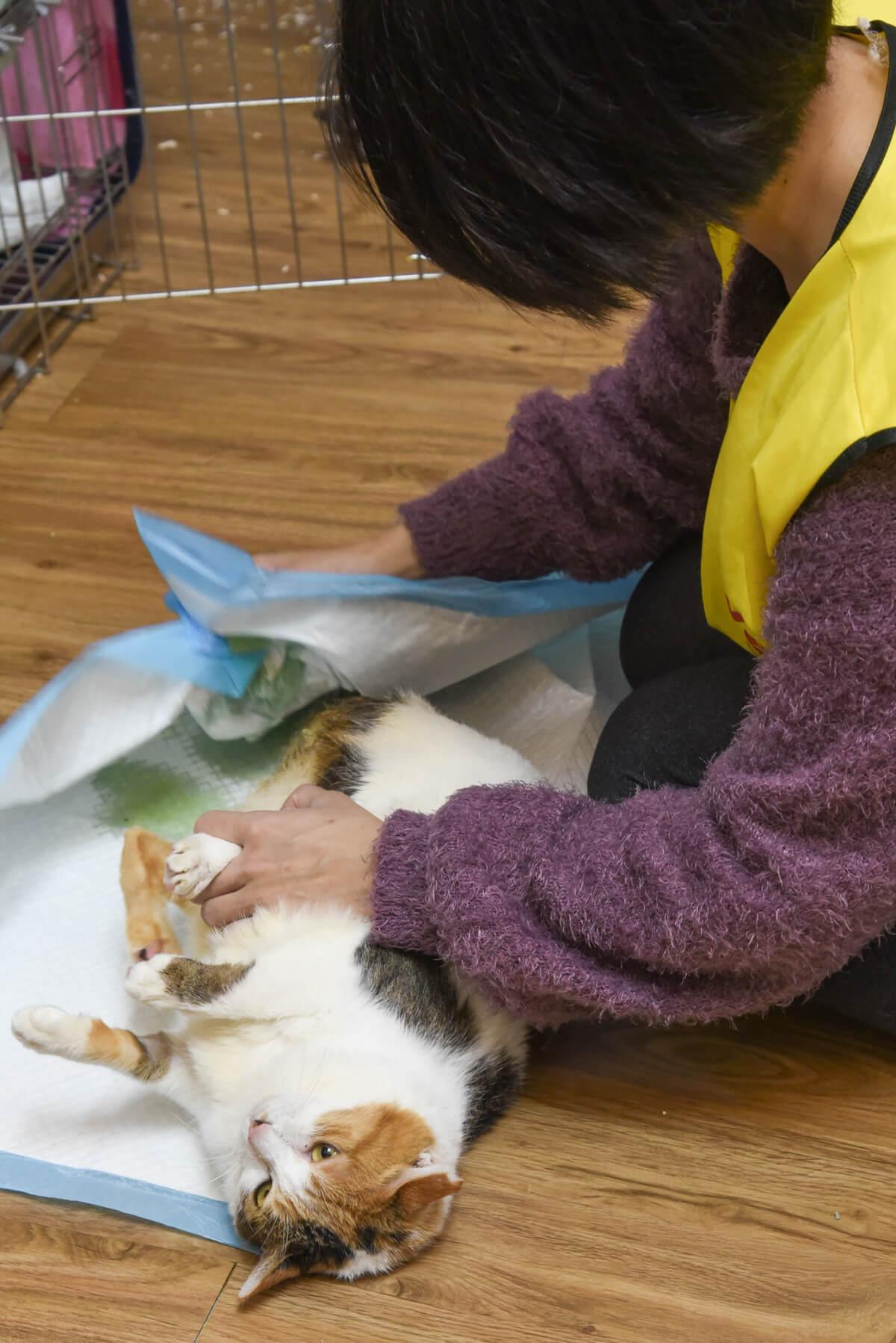 流浪貓怎麼幫助