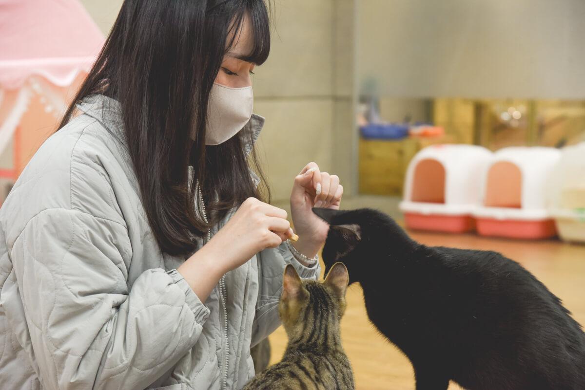 流浪貓怎麼幫助