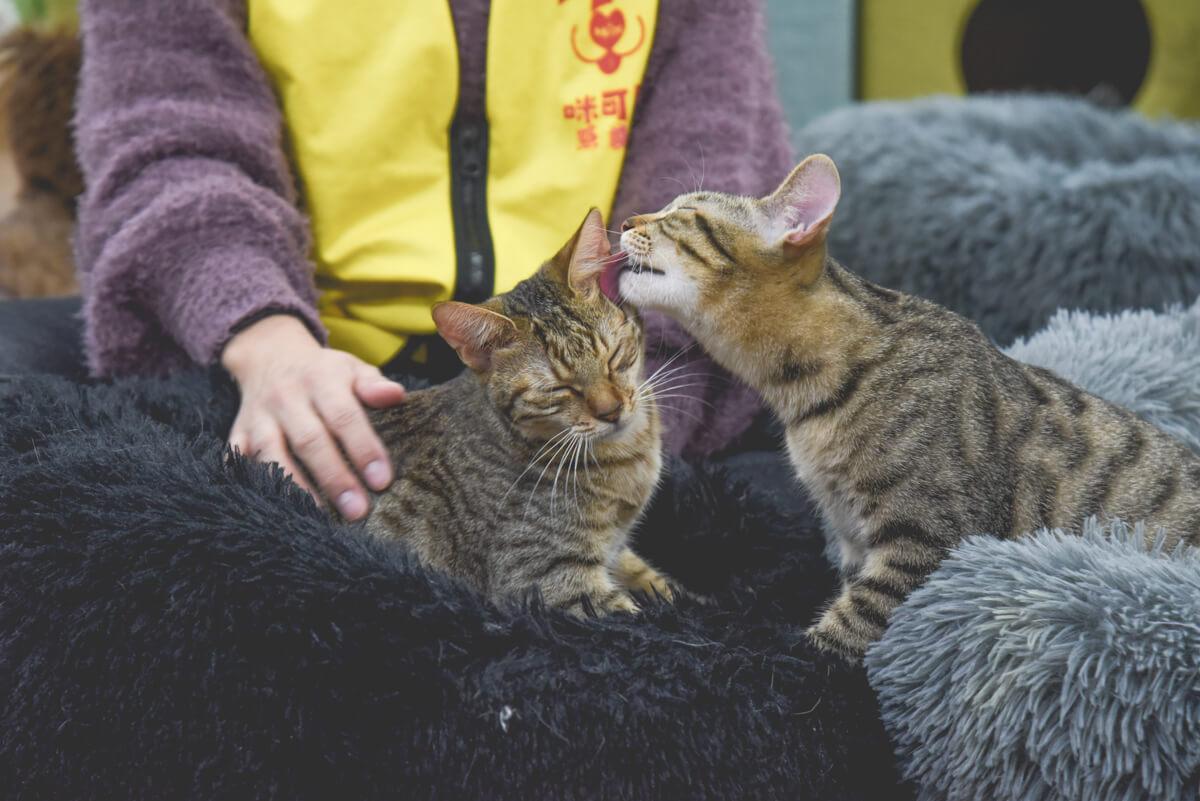 流浪貓怎麼幫助