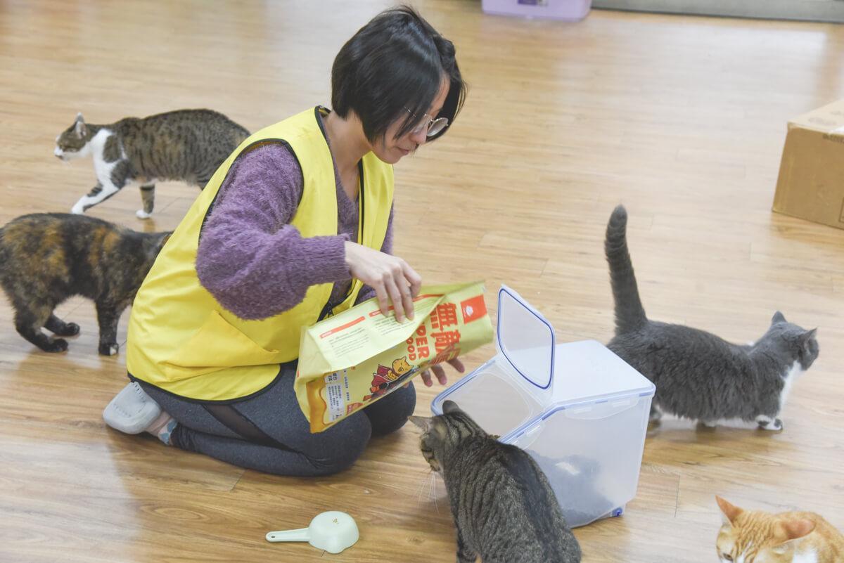 流浪貓怎麼幫助