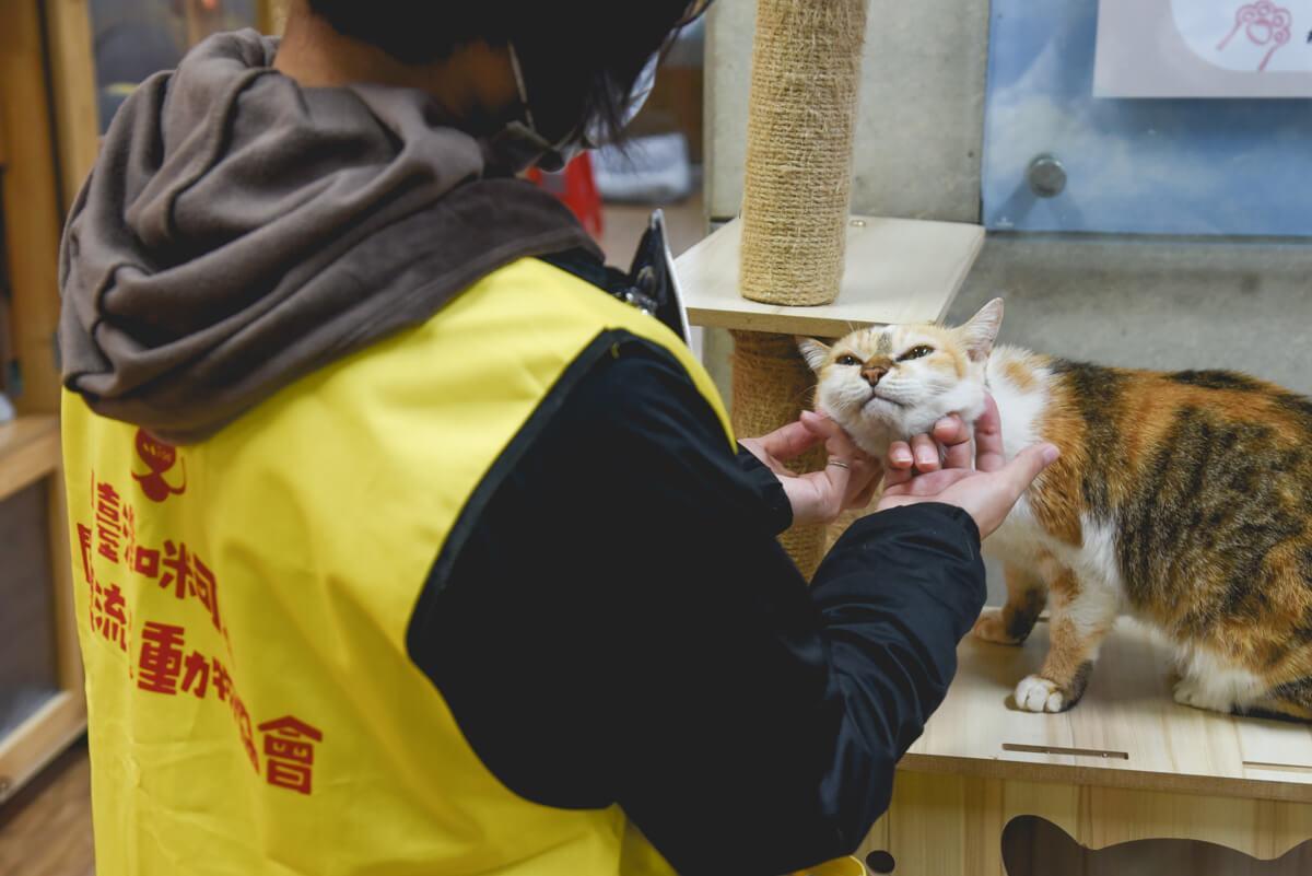 流浪貓怎麼幫助