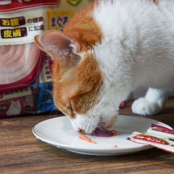 *限量20包 CIAO 乳酸菌 綜合營養主食功效肉泥60入 